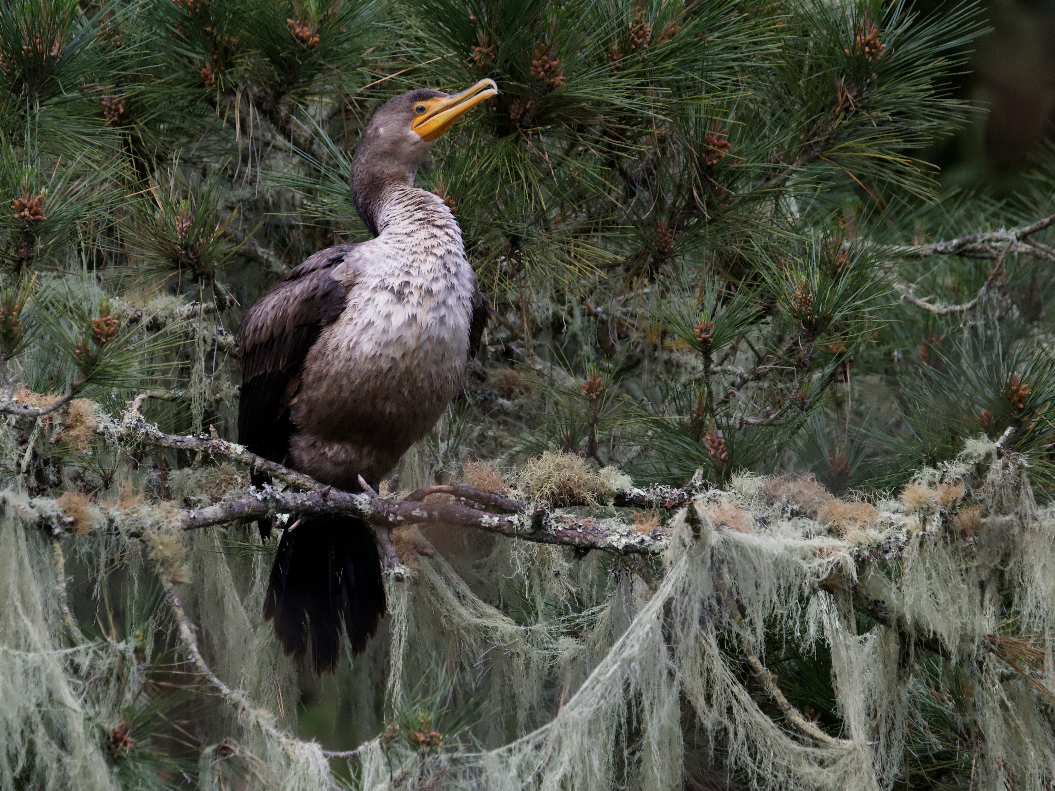 Double-Crested Cormorant in Mossy Tree at Golden Gate Park