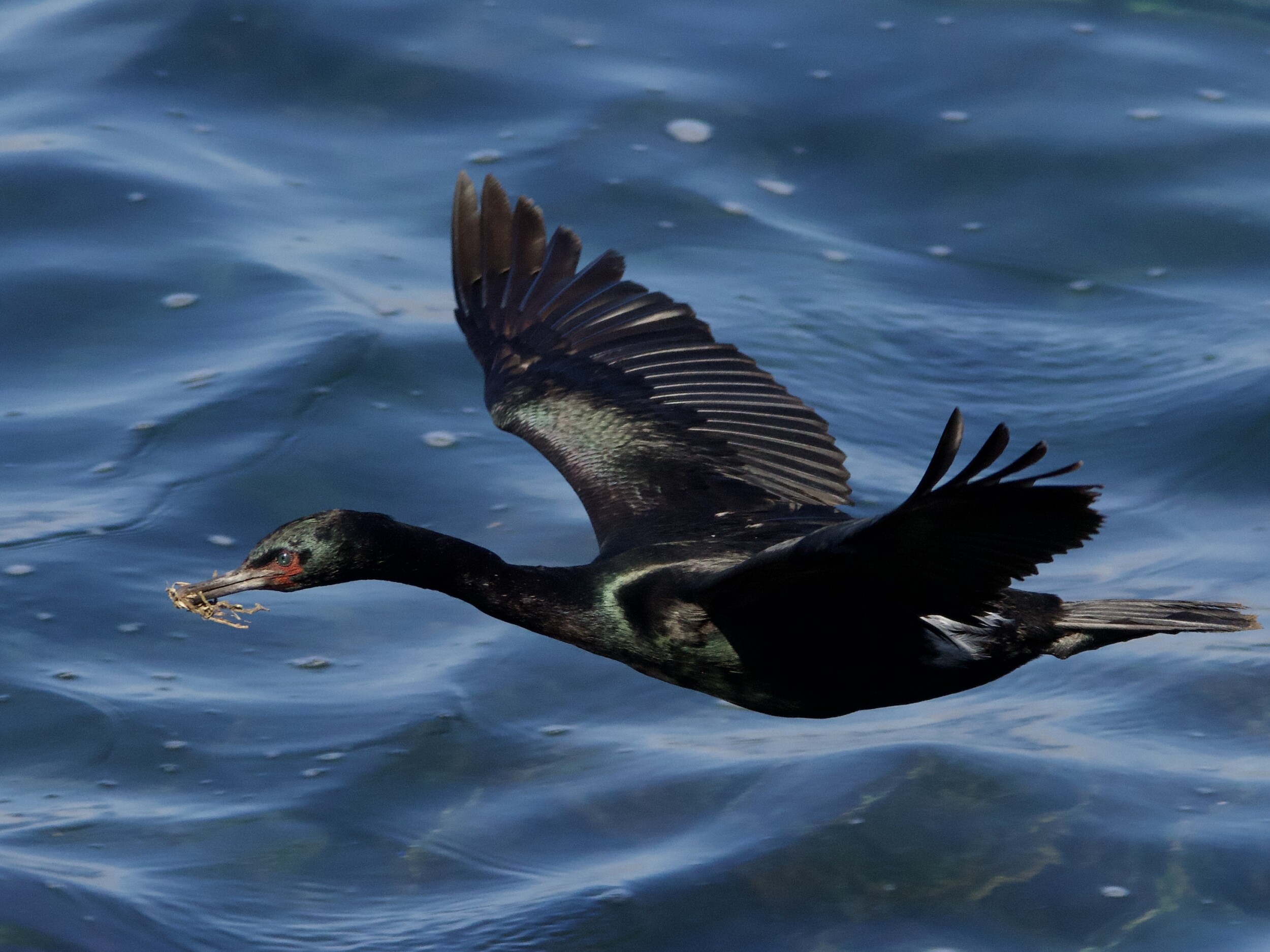 Pelagic Cormorant in Flight with Seaweed