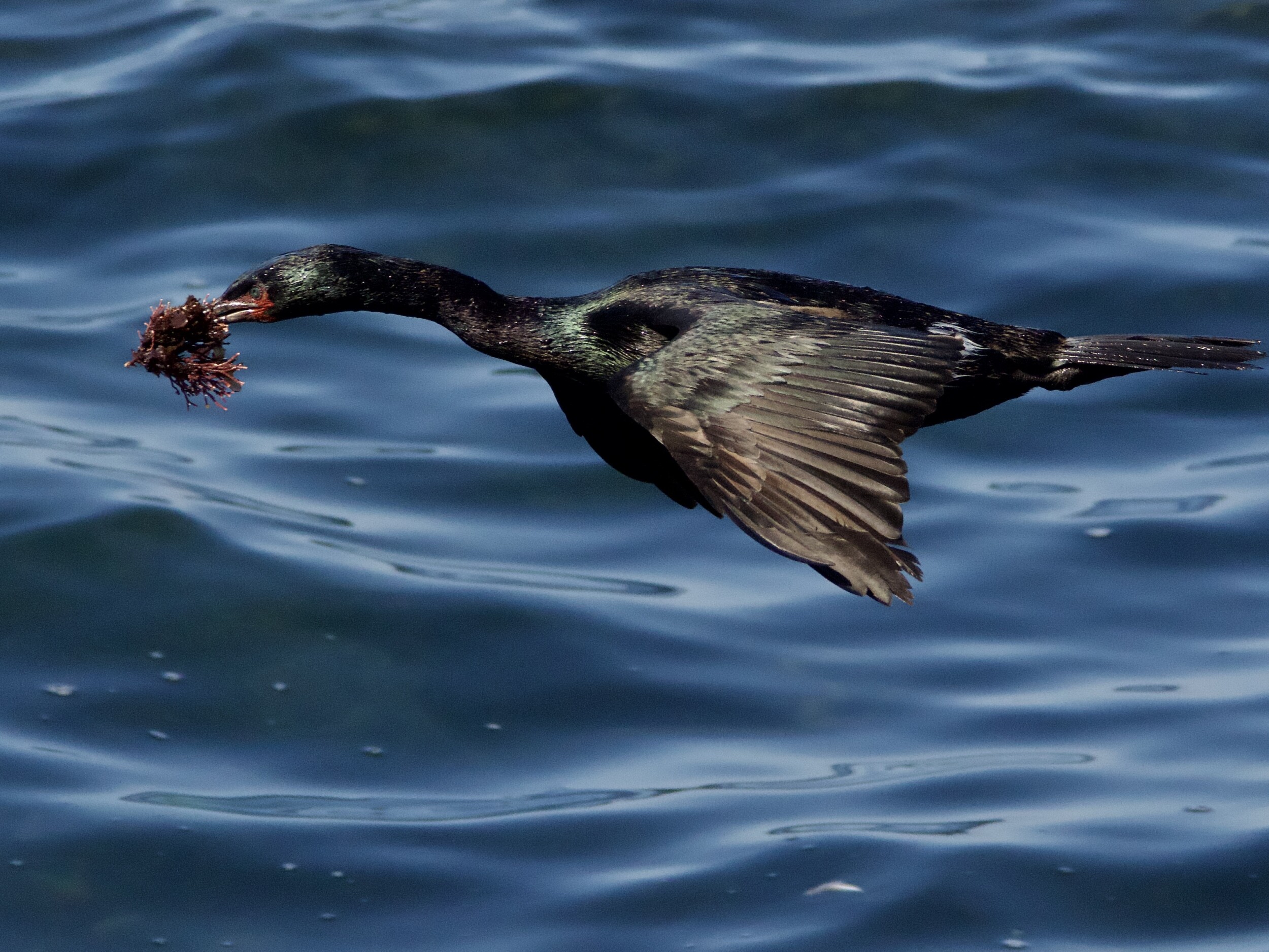 Pelagic Cormorant in Flight with Nesting Material