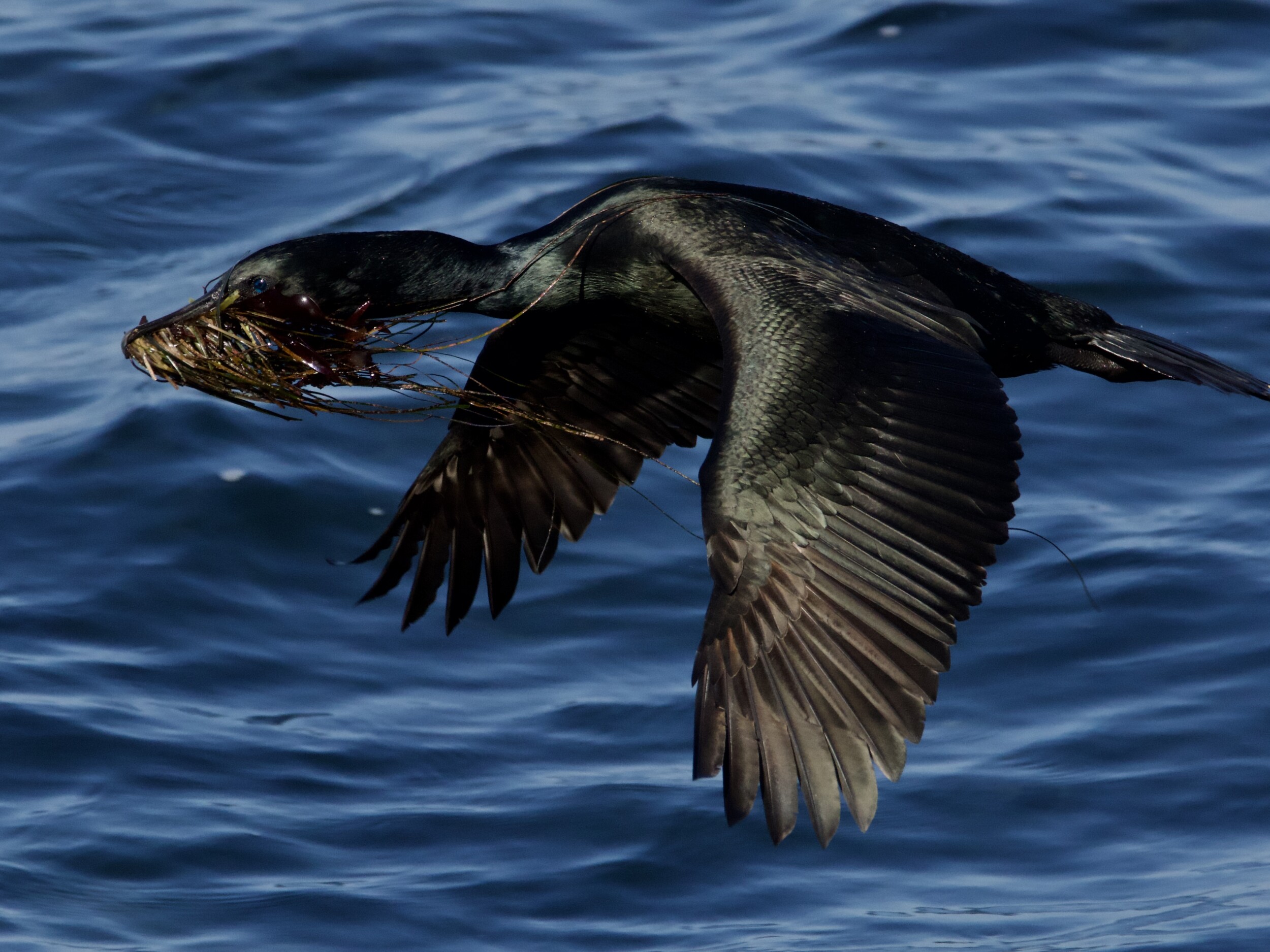 Brandt's Cormorant in Flight with Nesting Material