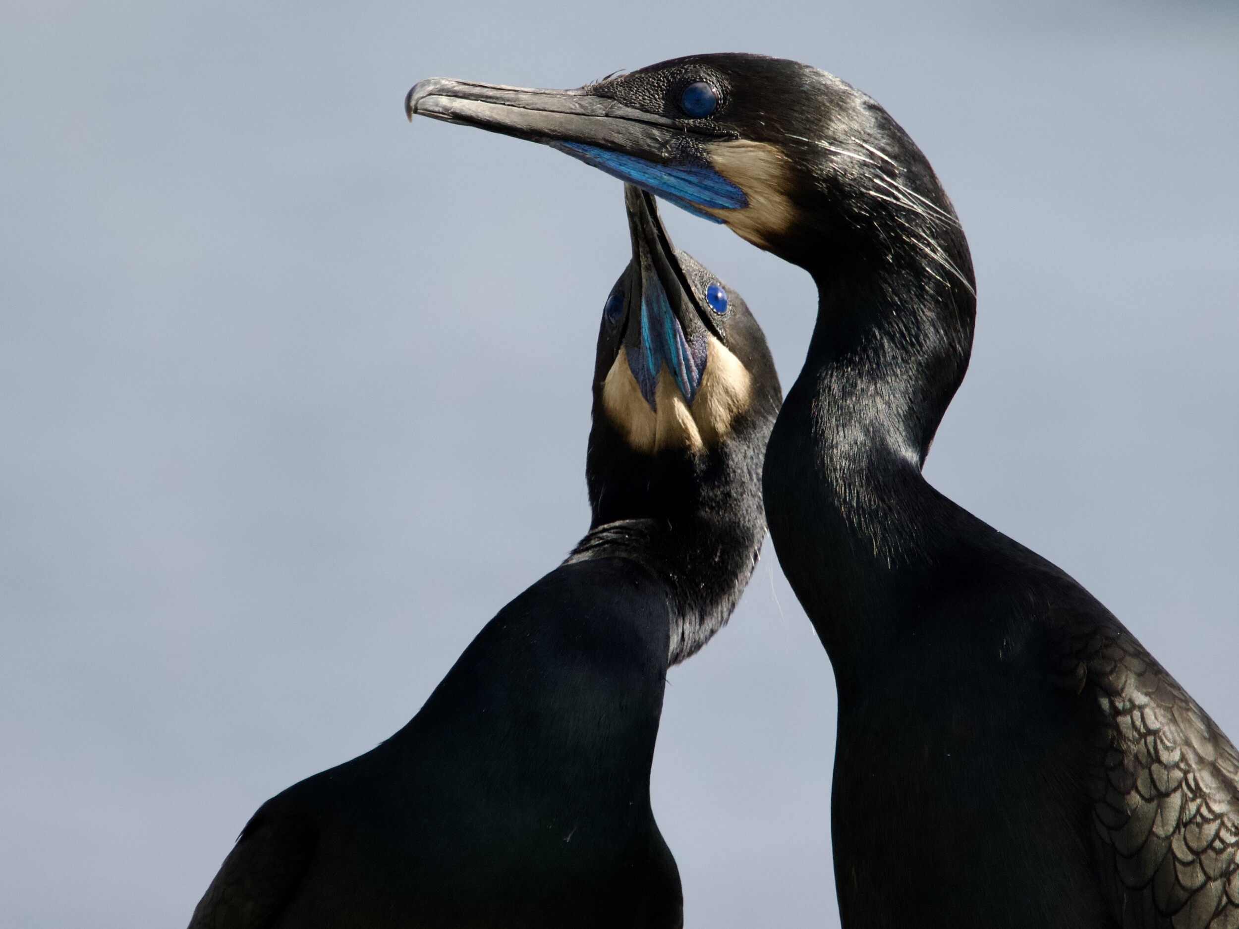 Brandt's Cormorant Pair on Nest in Monterey