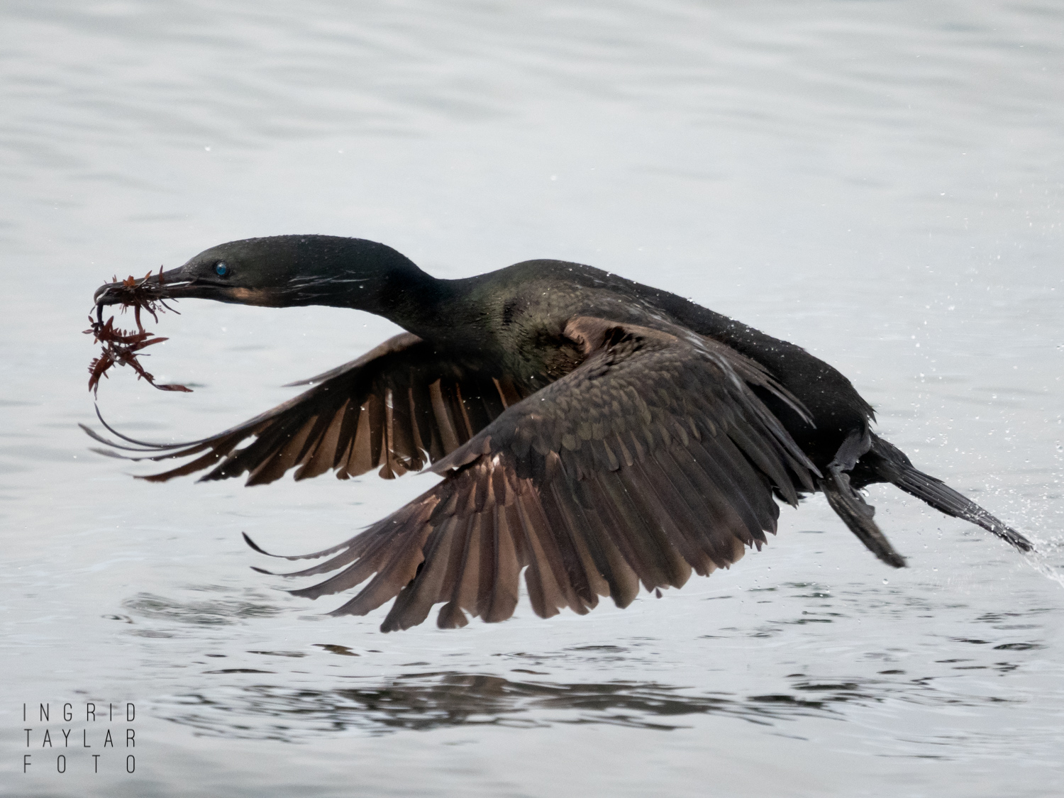 Brandt's Cormorant Flying with Nesting Material