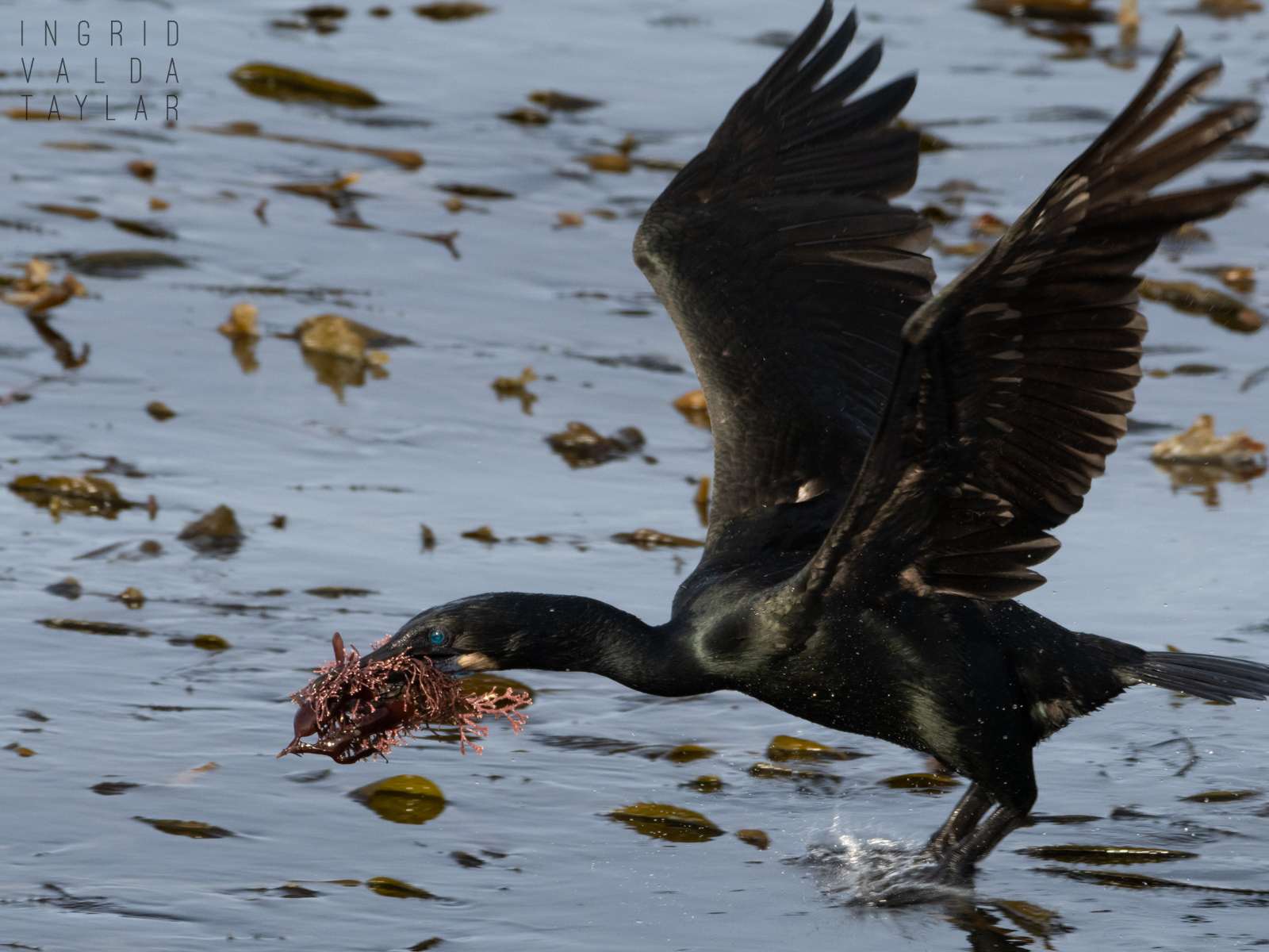 Brandt's Cormorant Flying with Seaweed