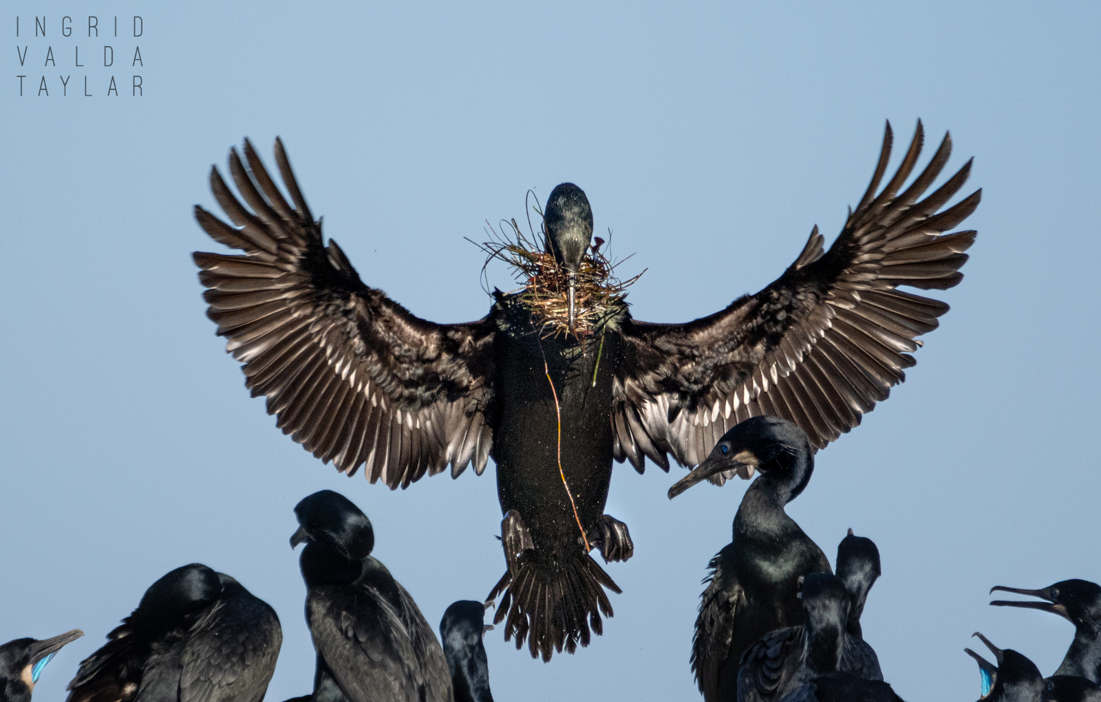 Brandt's Cormorant Landing with Nesting Material