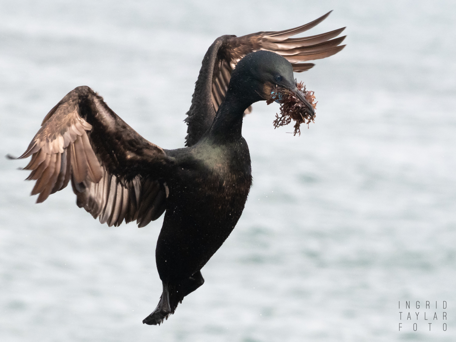 Brandt's Cormorant Landing with Nesting Material