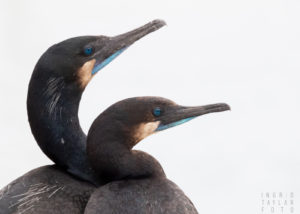 Brandt's Cormorant Pair on White Sky