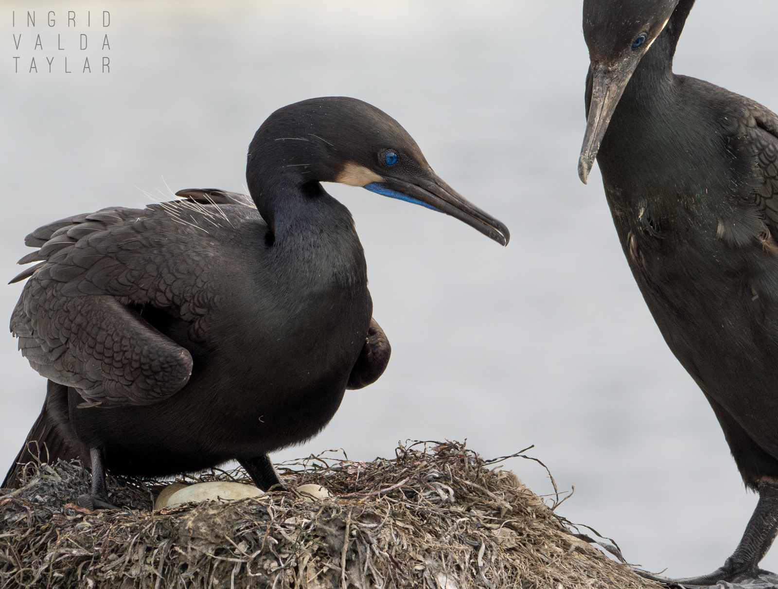 Brandt's Cormorant Pair with Eggs and Nest