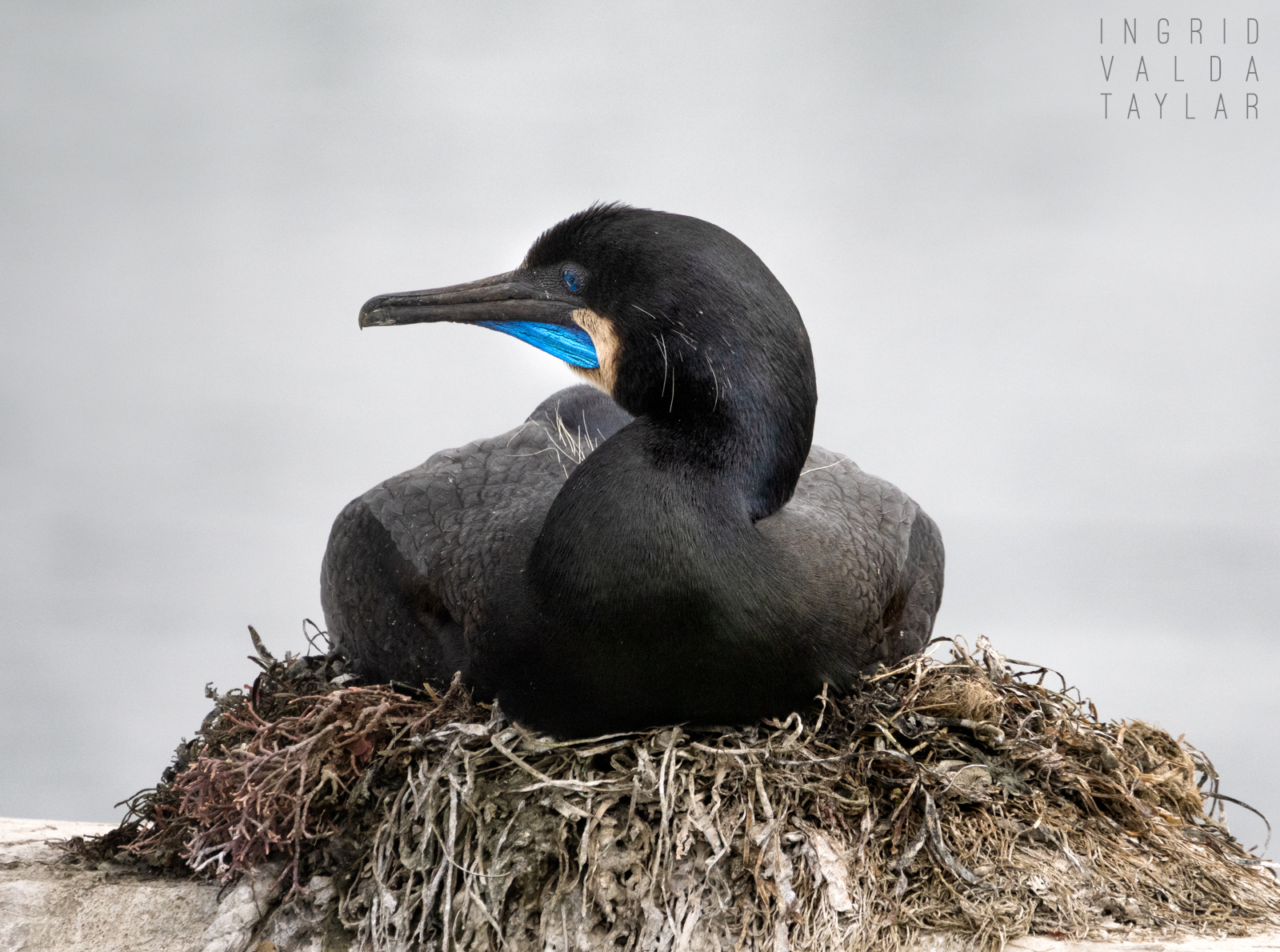 Brandt's Cormorant Sitting on Nest in Monterey