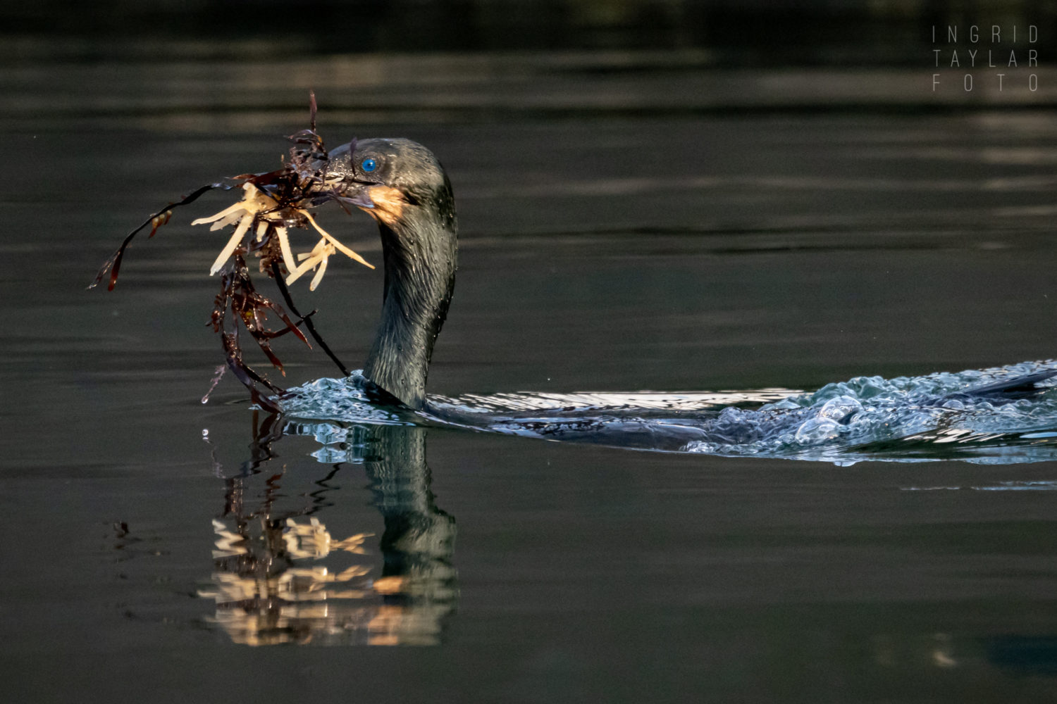 Brandt’s Cormorant Swimming with Nesting Material Brandt's Cormorant Swimming with Nesting Material