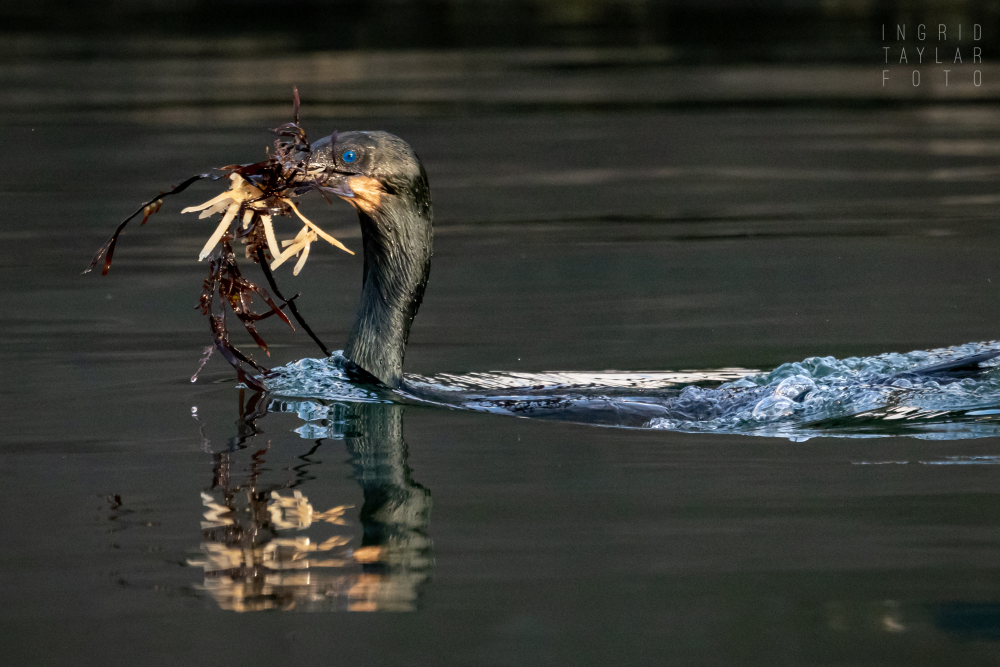 Brandt's Cormorant Swimming with Nesting Material