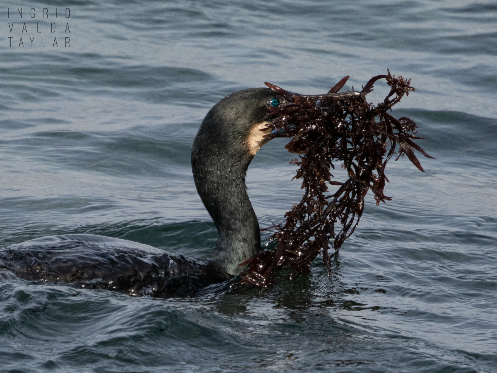 Brandt's Cormorant Swimming with Seaweed