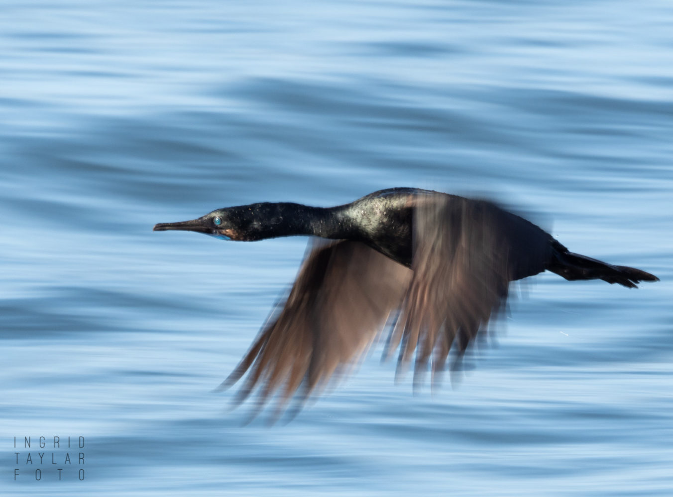 Brandt's Cormorant Wing Blur