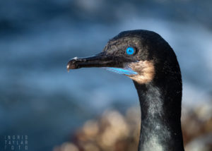 Brandt's Cormorant in Breeding Plumage 1600