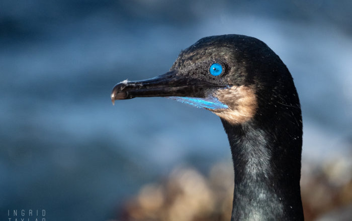 Brandt's Cormorant in Breeding Plumage 1600