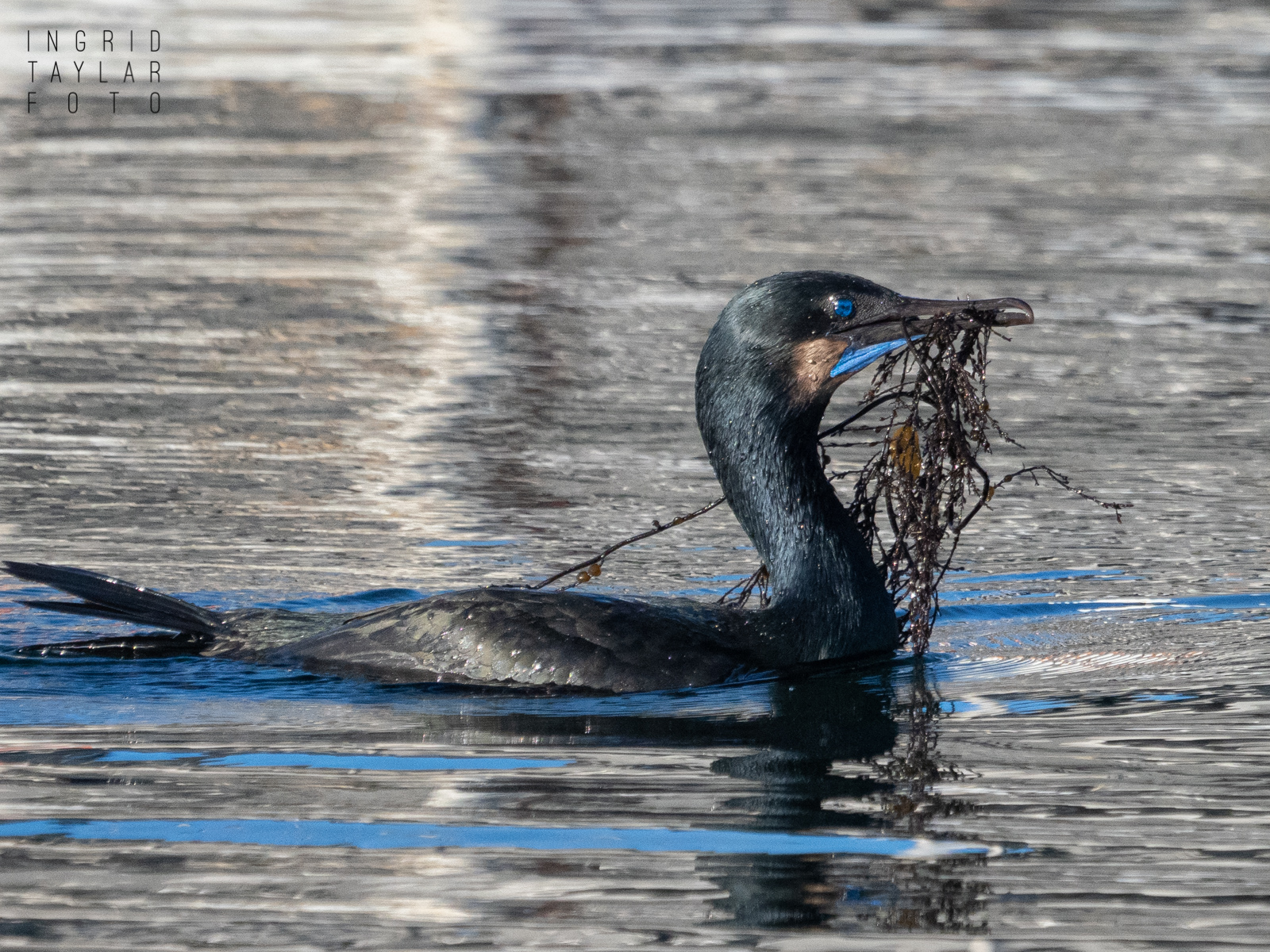 Brandt's Cormorant with Nesting Material