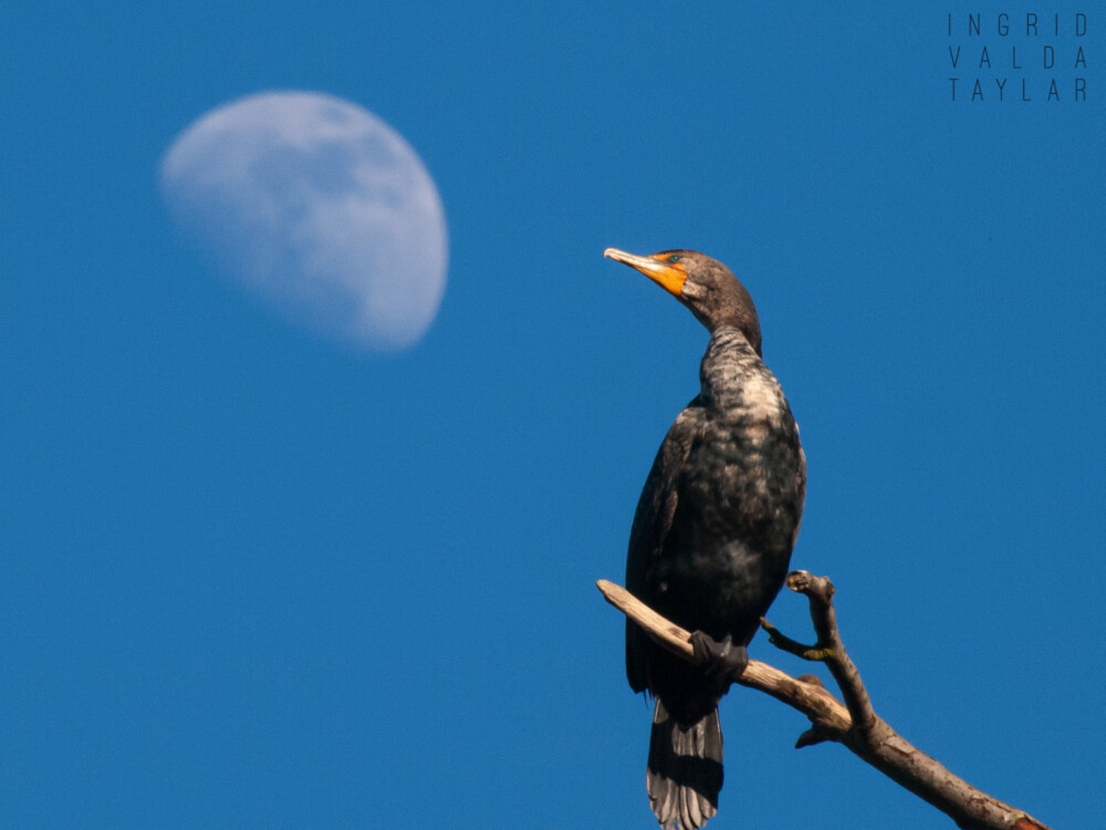 Cormorant Moon