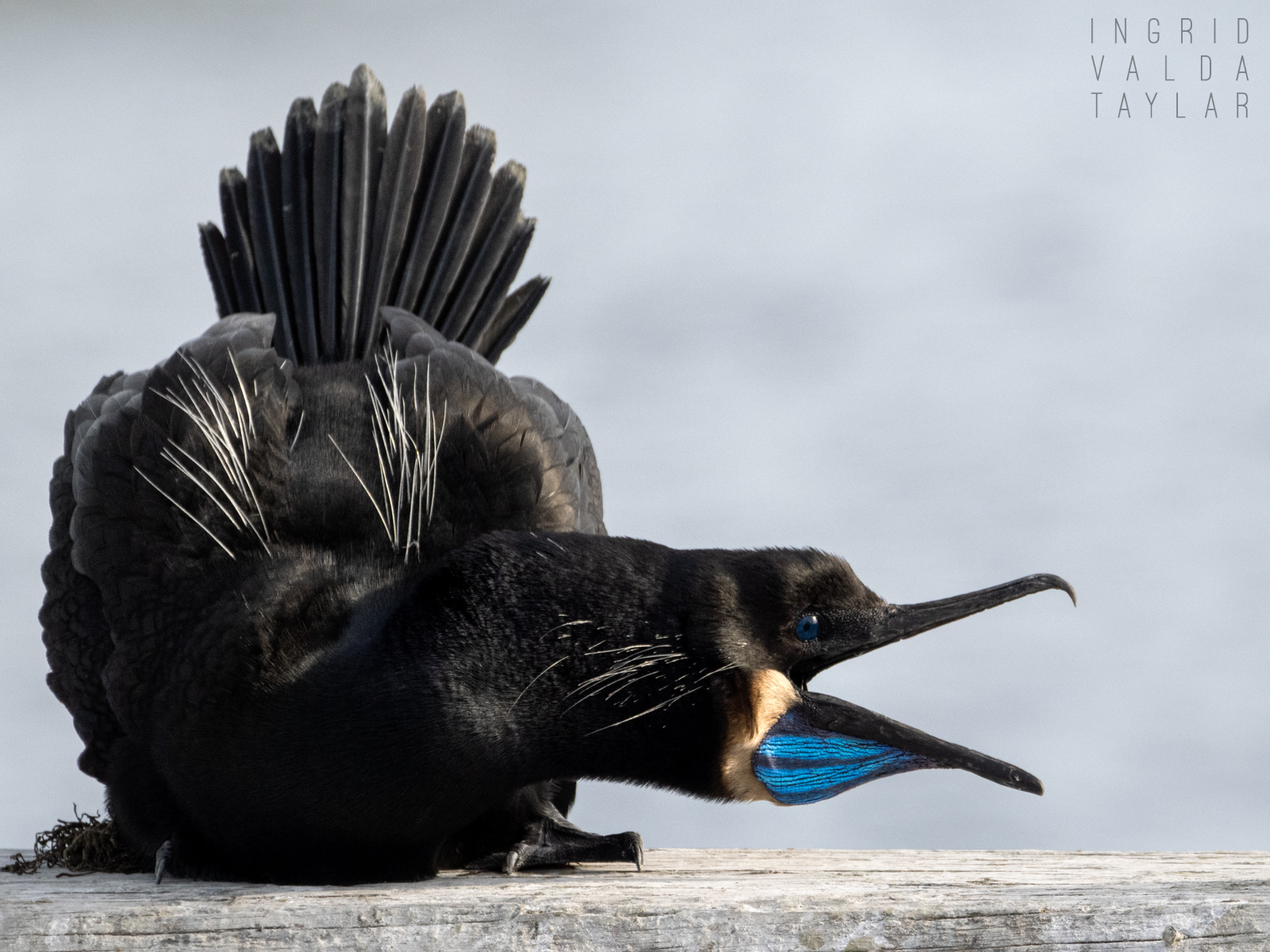 Cormorant with Open Bill
