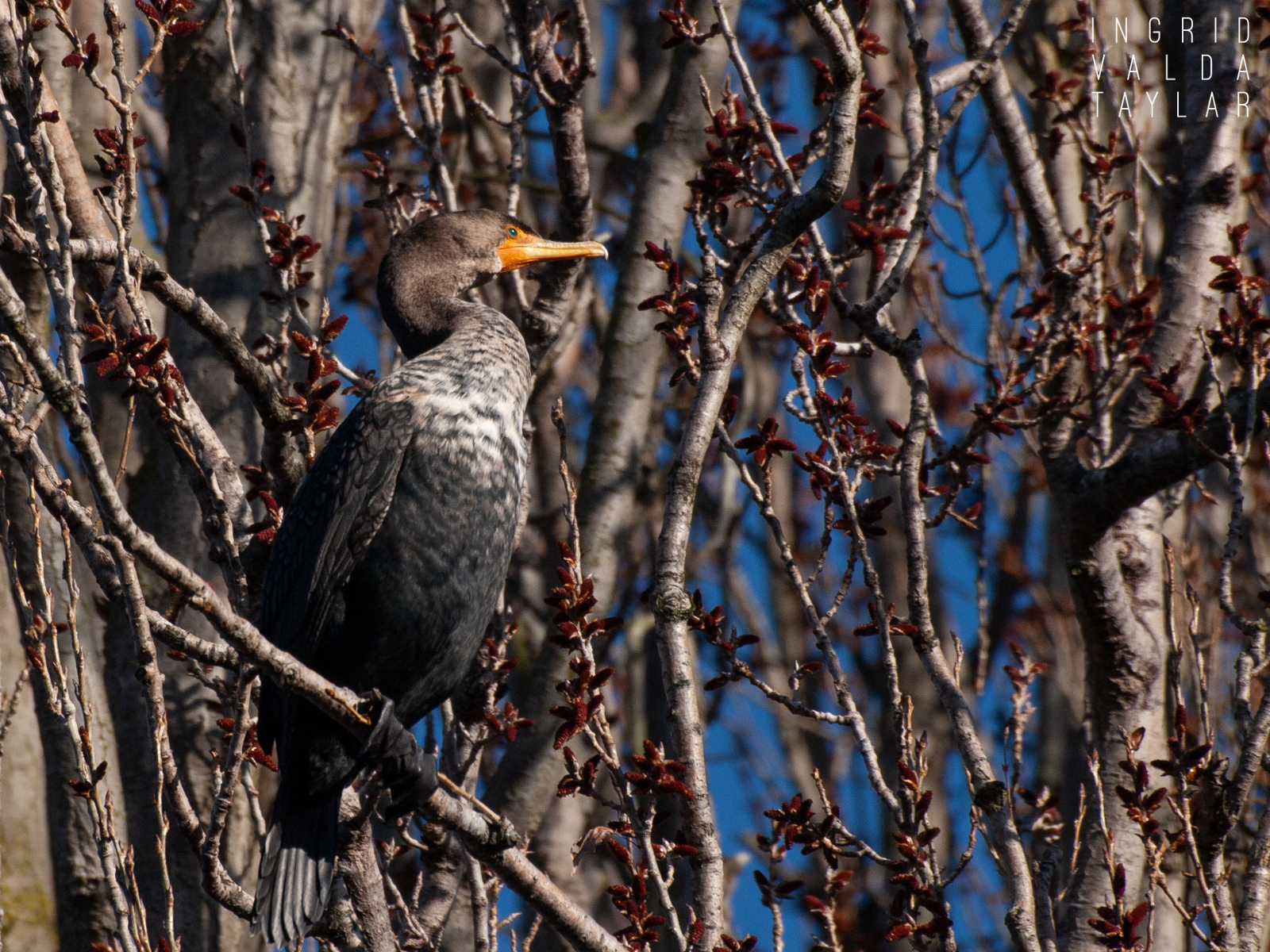 Double-Crested Cormorant in Tree Branches