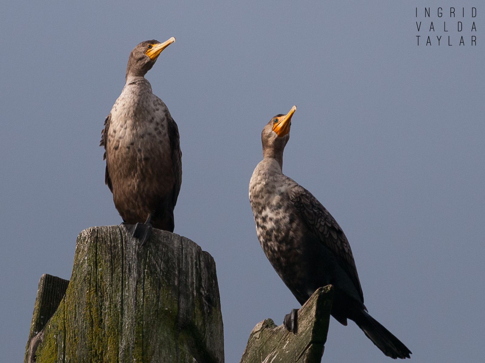 Double-Crested Cormorants on Totem Pole in Seattle