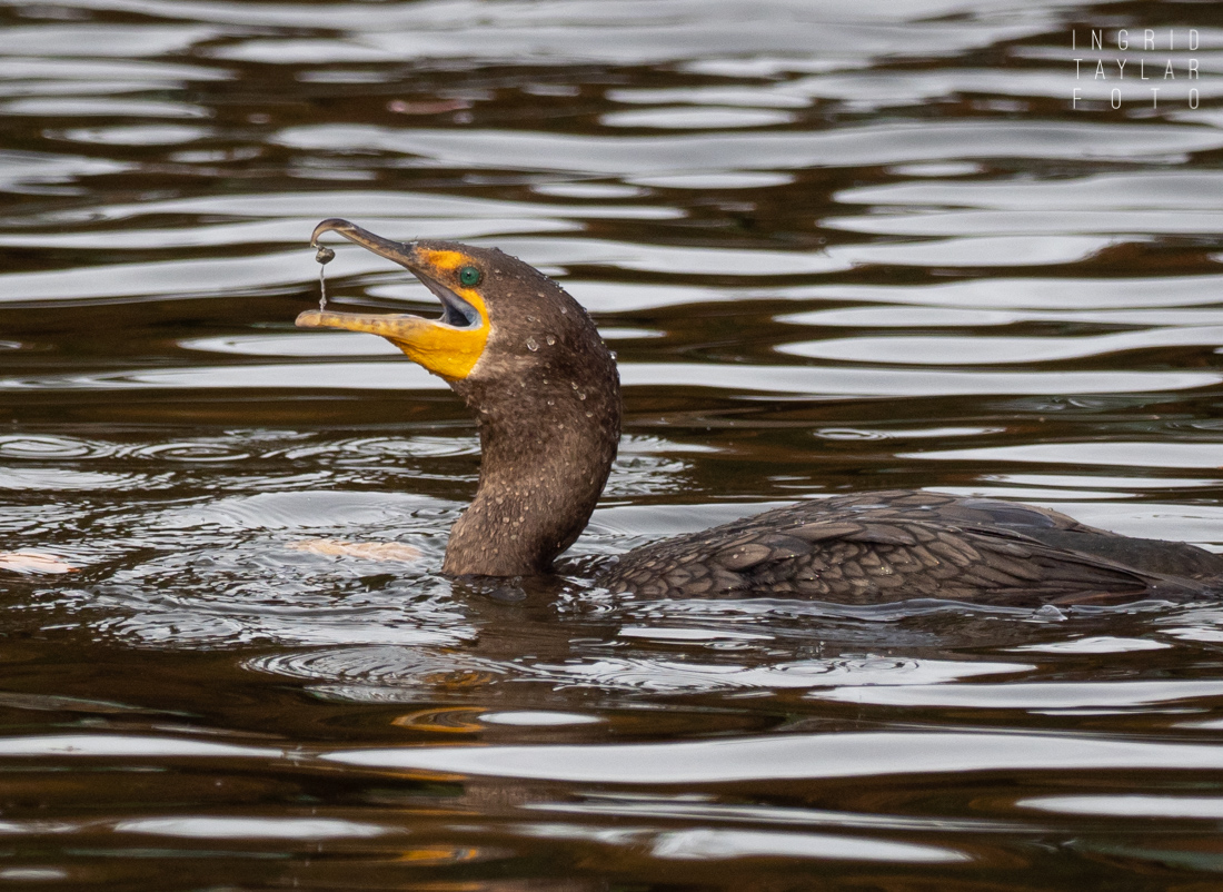 Double-crested Cormorants Fishing for Grit