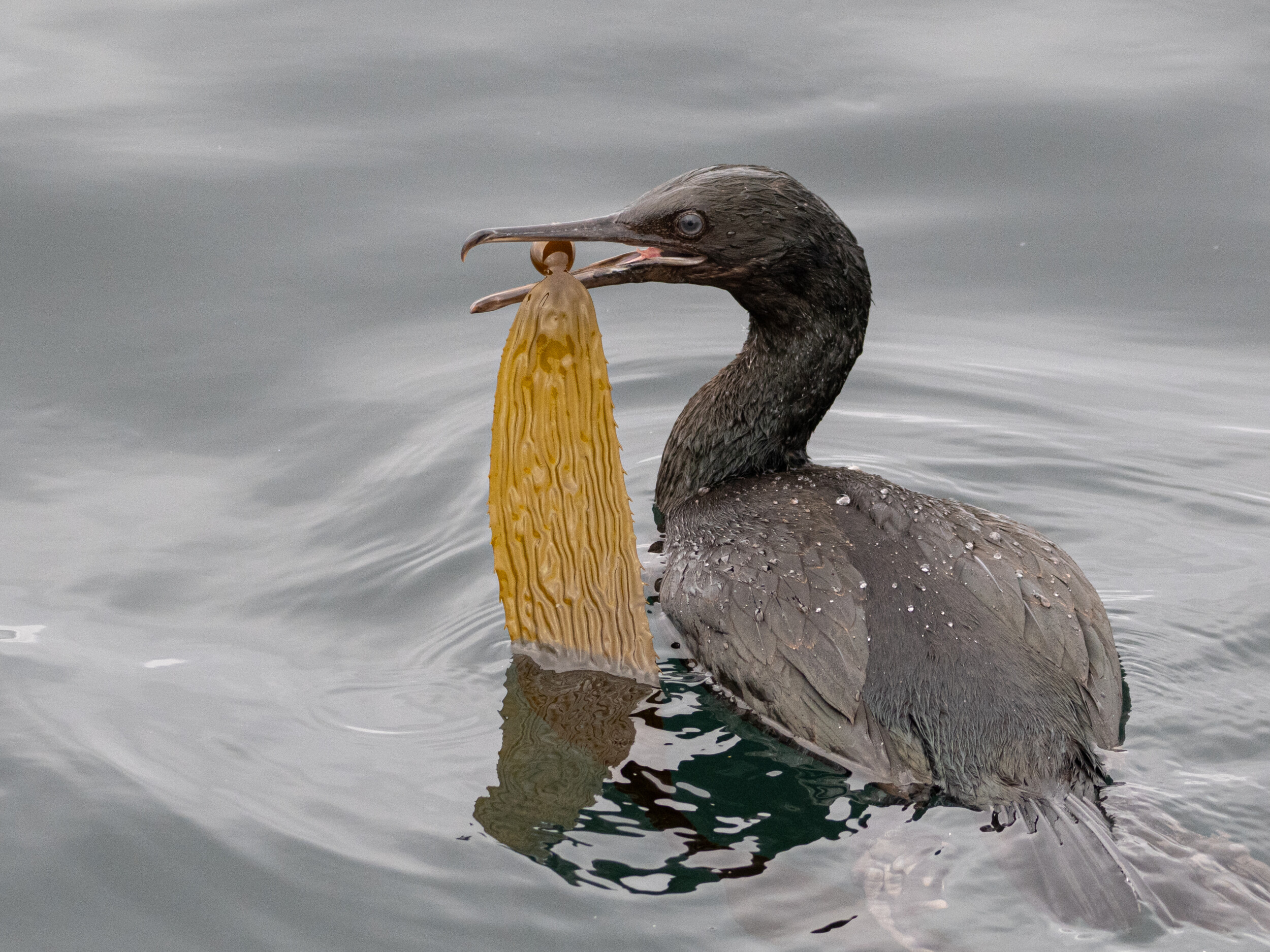 Juvenile Brandt's Cormorant with Kelp