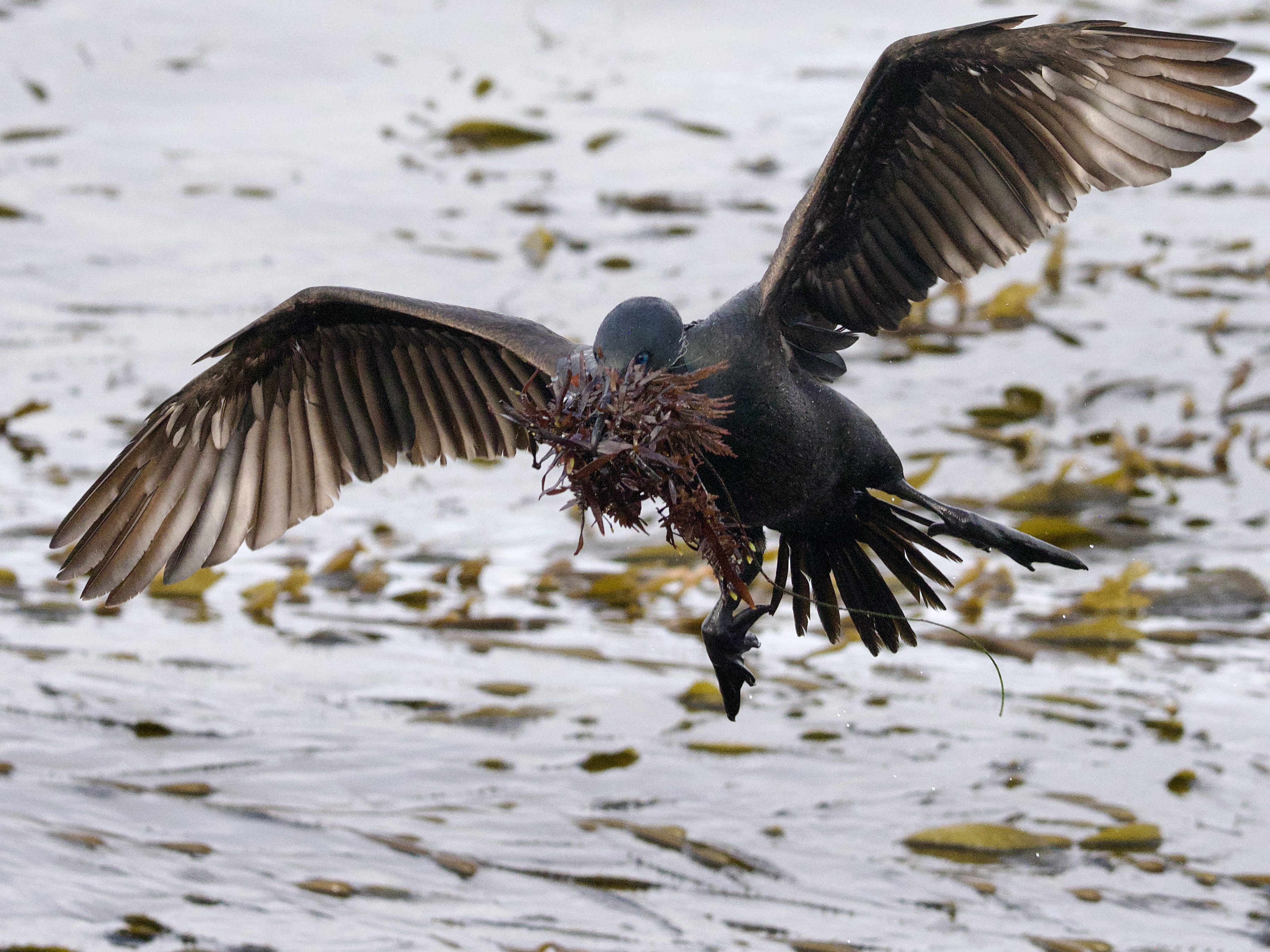 Brandt's Cormorant with Nesting Material in Monterey