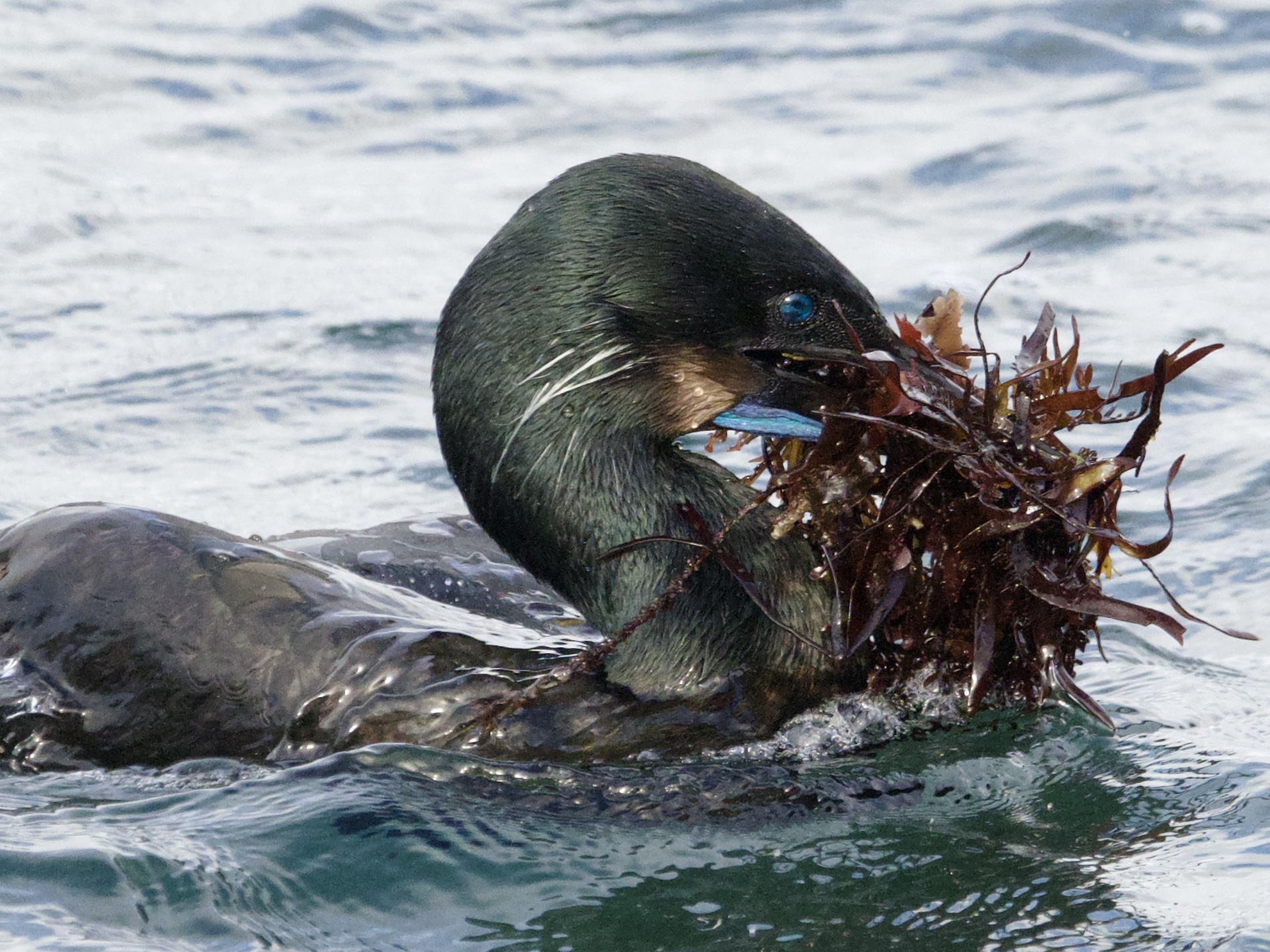 Brandt's Cormorant with Bill Full of Seaweed