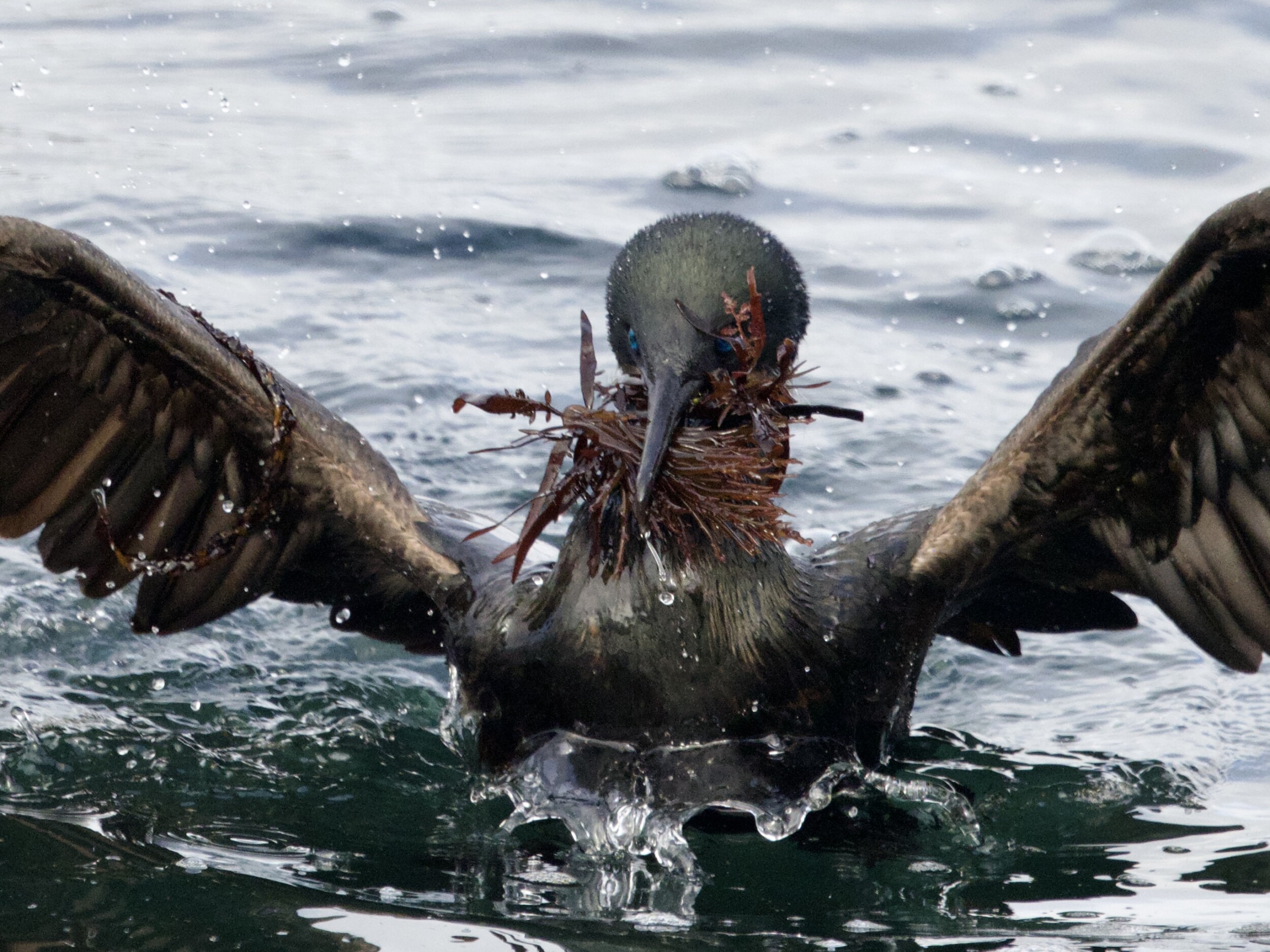 Brandt's Cormorant with Seaweed Nesting Material