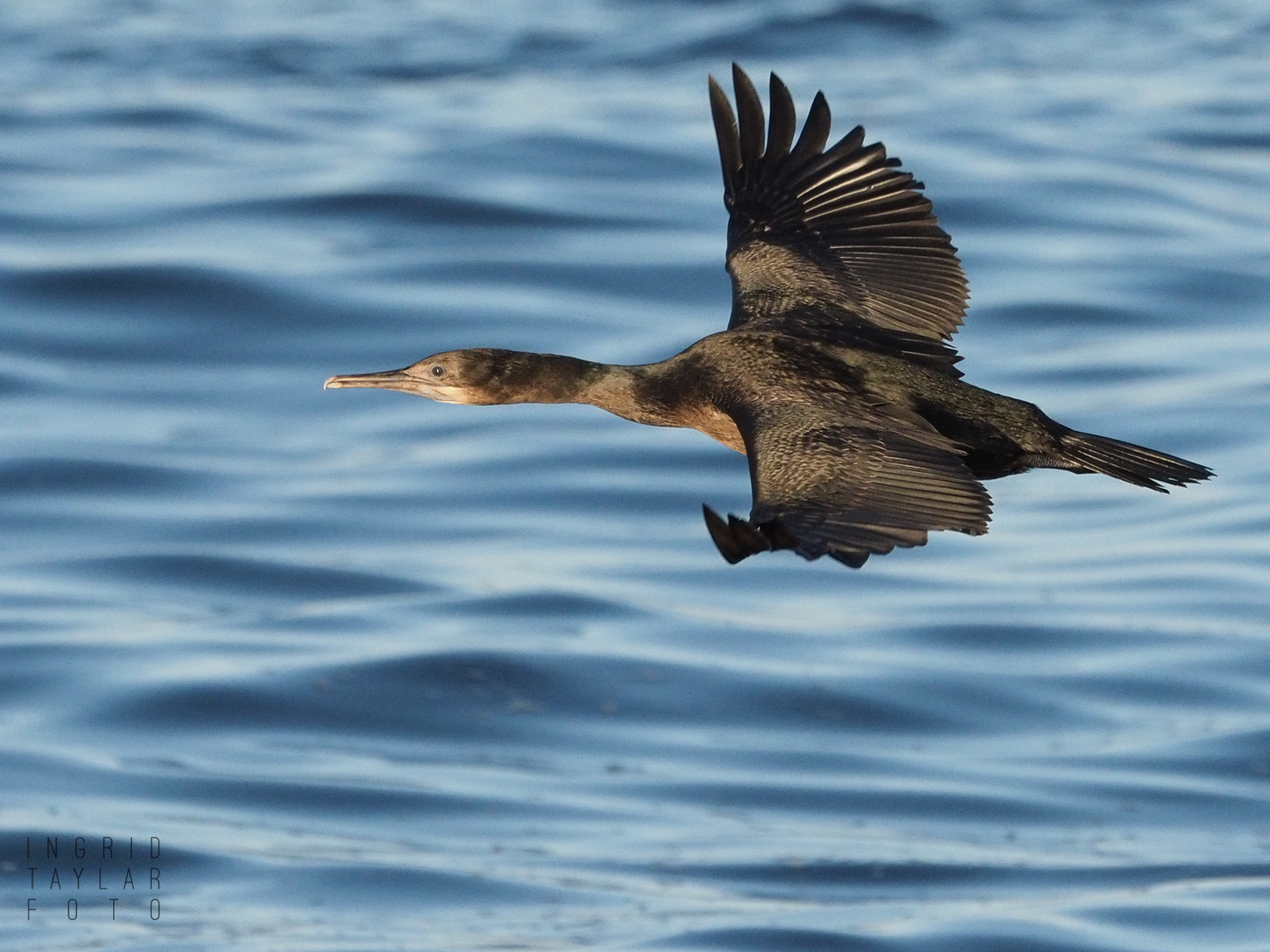 Pelagic Cormorant in Flight in Monterey
