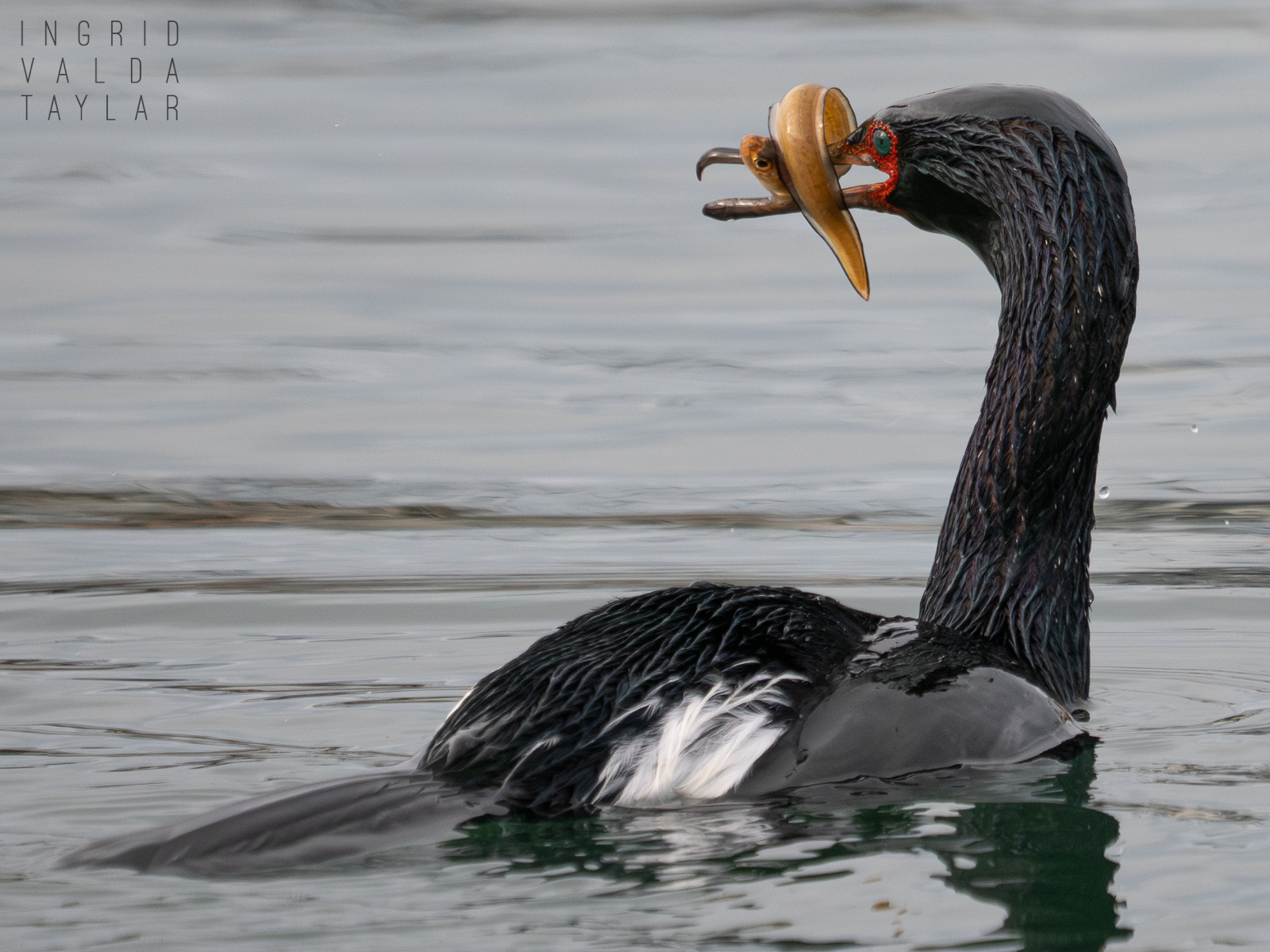 Pelagic Cormorant with Catch