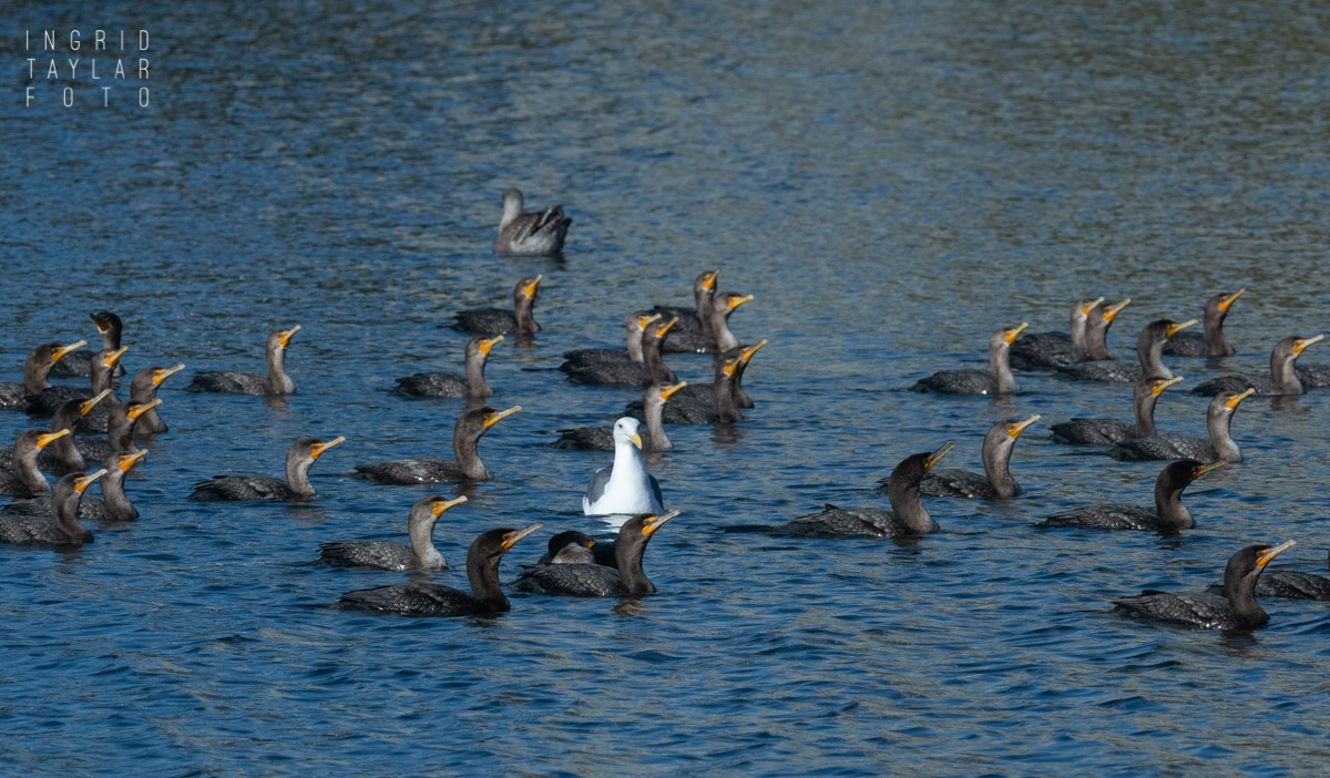 Raft of Cormorants and Gull on Lake Merritt