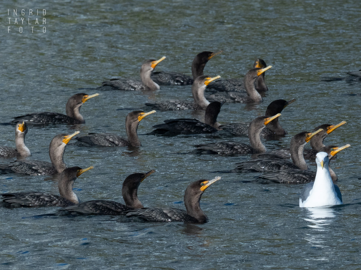 Raft of Cormorants on Lake Merritt