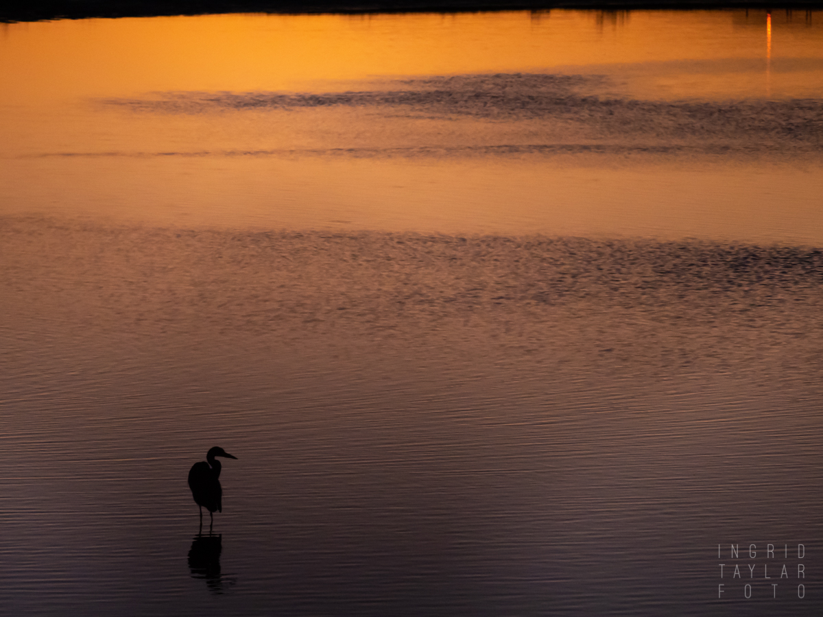 Great Blue Heron in Sunset Silhouette