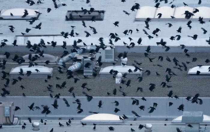 Hundreds of Crows Flying Into Roost