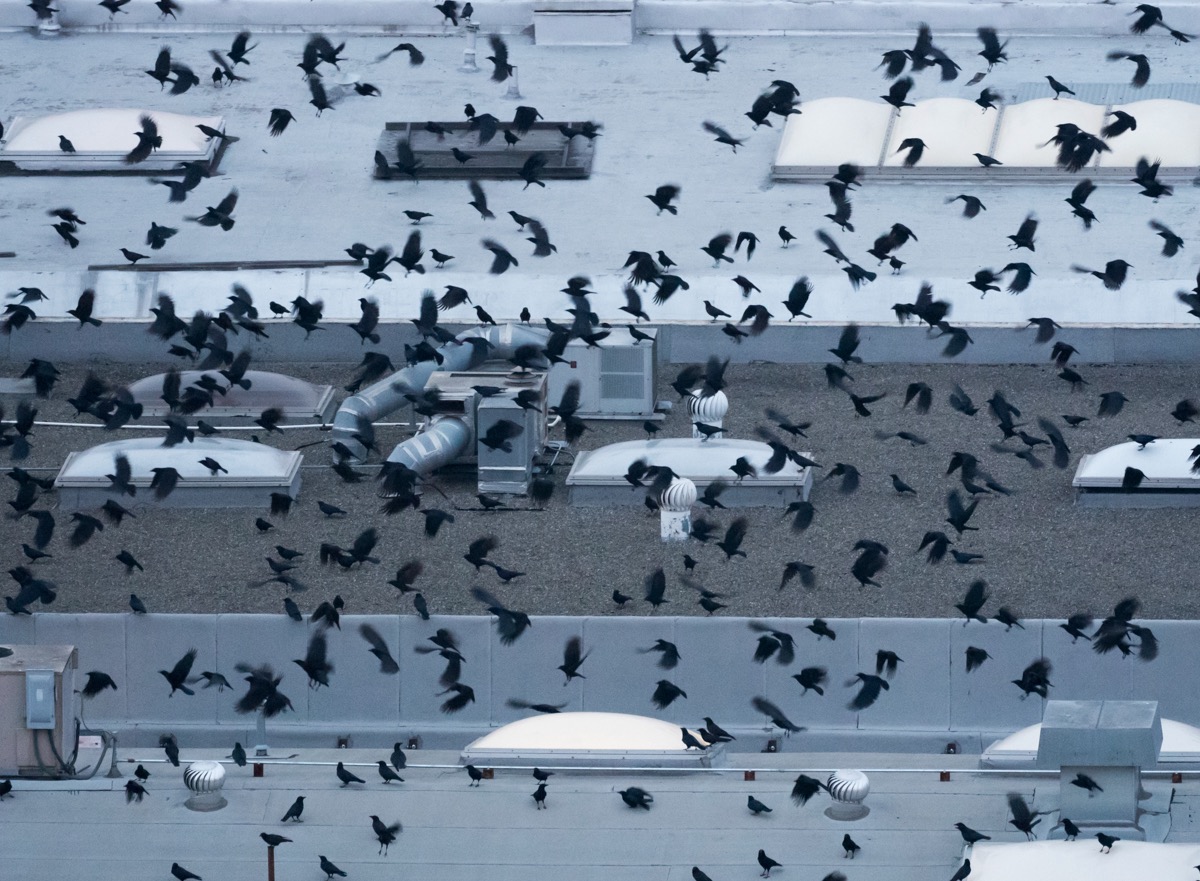 Hundreds of Crows Flying Into Roost Hundreds of Crows Flying Into Roost