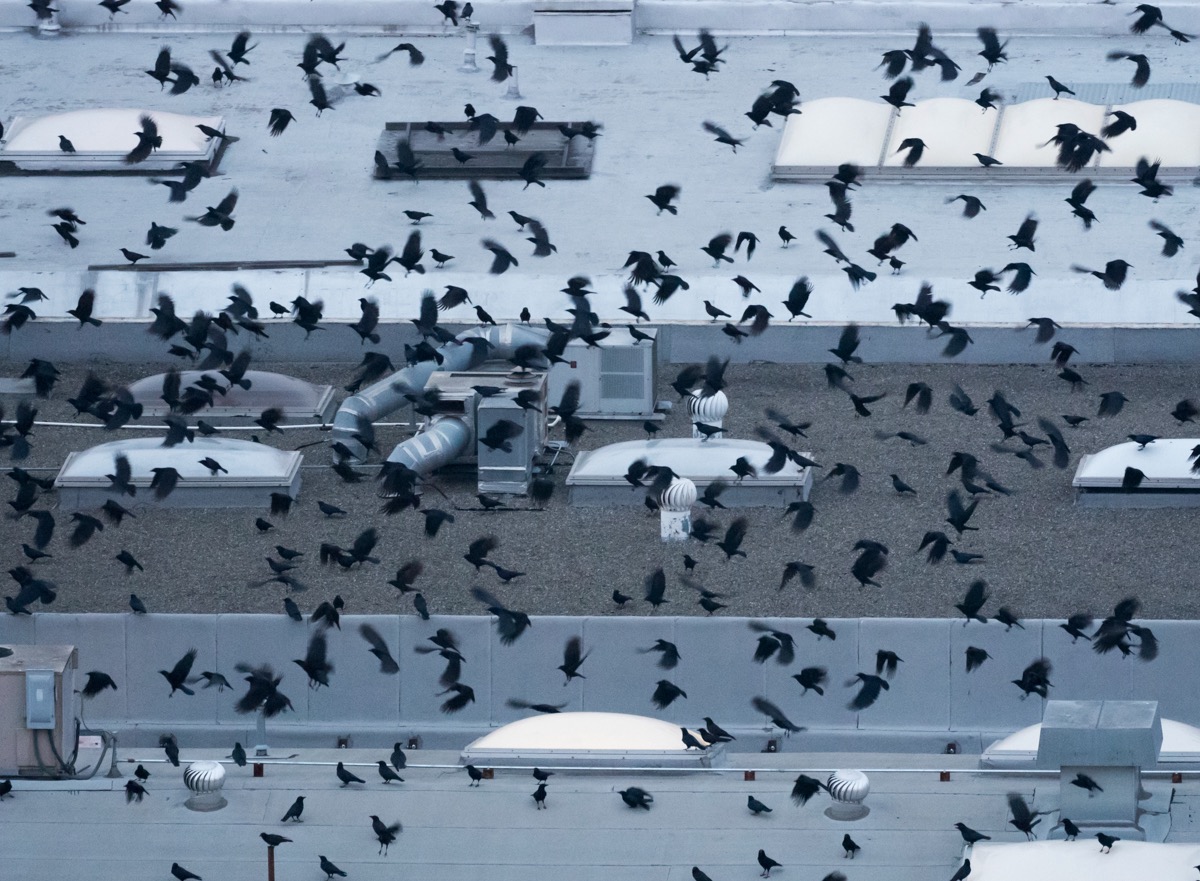 Hundreds of Crows Flying Into Roost