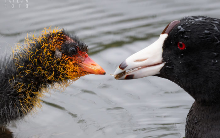 American Coot Feeding Chick 1