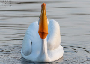 American White Pelican on Lake Merritt Oakland
