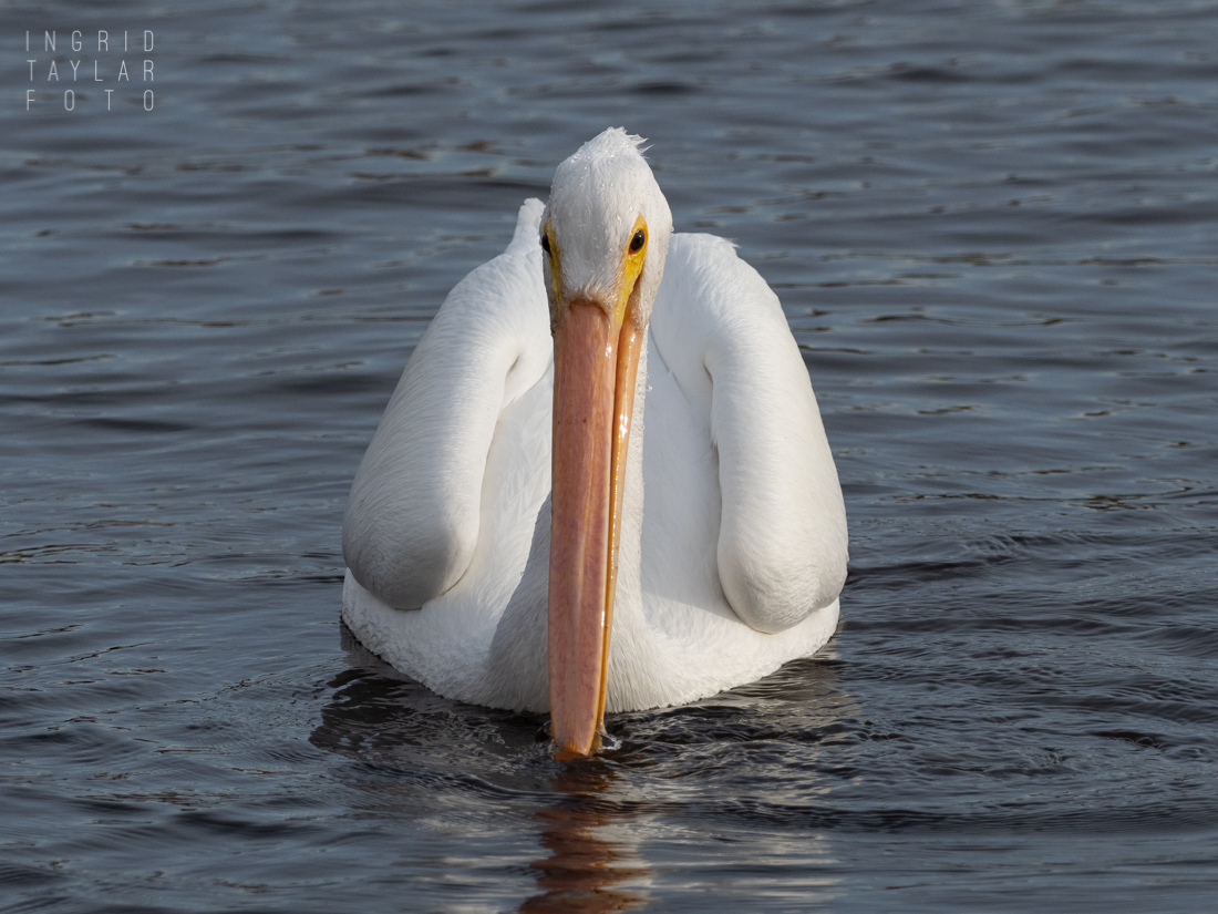 American White Pelican on Lake Merritt