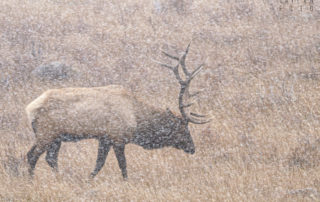 Bull Elk in a Snow Storm in Rocky Mountain National Park