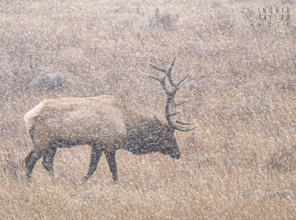 Bull Elk in a Snow Storm in Rocky Mountain National Park