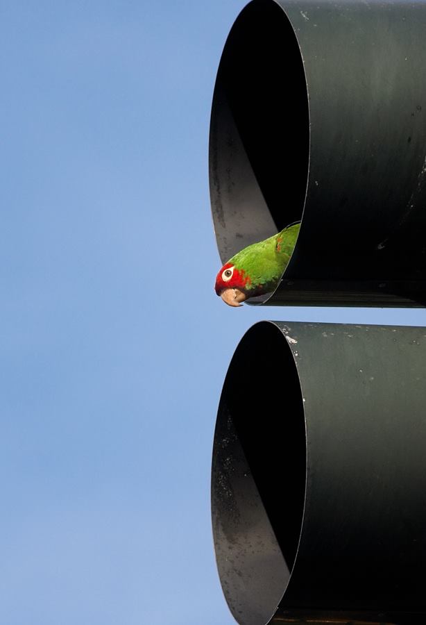 Cherry-Headed Conure in Traffic Light