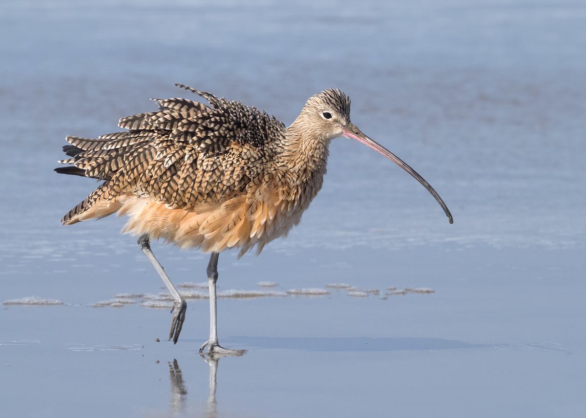 Long-Billed Curlew with Ruffled Feathers