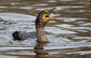 Double-crested Cormorants Fishing for Grit 2