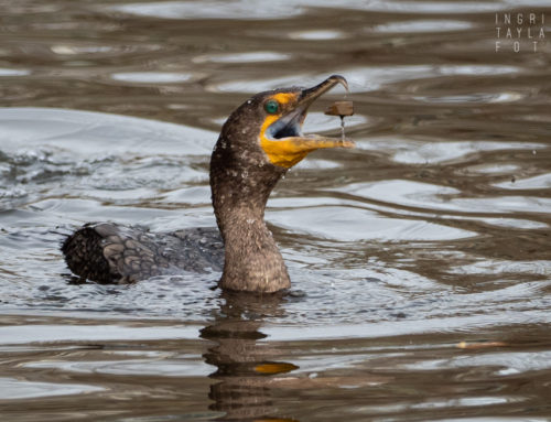 Double-Crested Cormorants Fishing for Grit