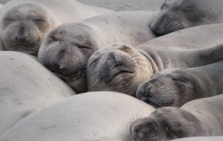 Elephant Seals at Piedras Blancas