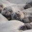 Elephant Seals at Piedras Blancas