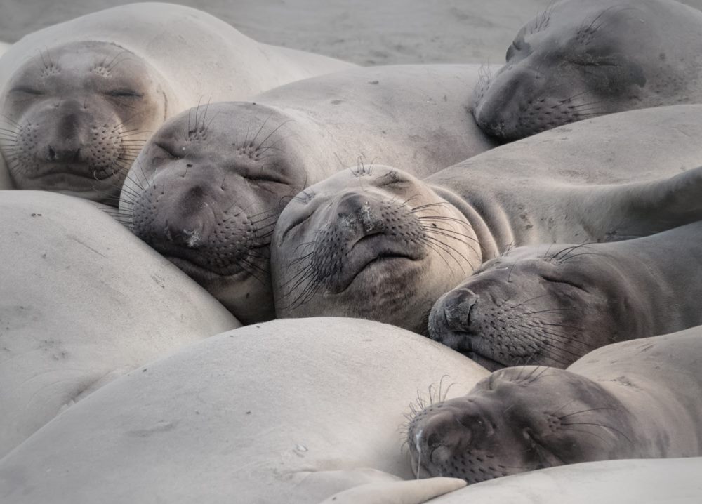 Elephant Seals at Piedras Blancas