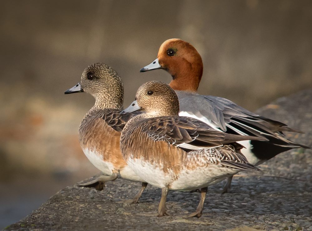 Eurasian Wigeon