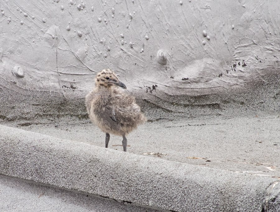 Glaucous-Winged Gull Chick on Seattle Rooftop